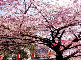 大寒桜_R.jpg