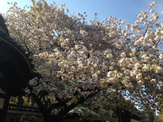 東大桜.jpg