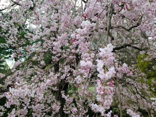 皇居ラン桜Ⅱ.jpg