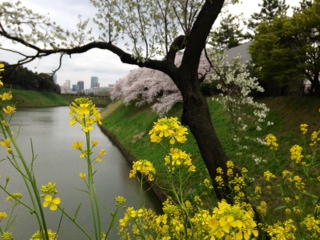 皇居ラン桜　菜の花.jpg