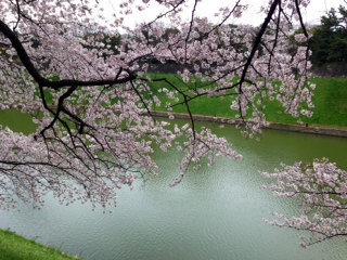 皇居ラン桜　4.jpg