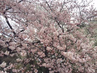 sakura 2016.jpg