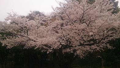 sakura1.JPG